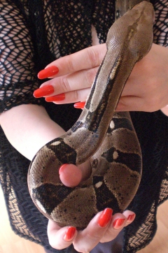 Die Lady mit Boa Constrictor